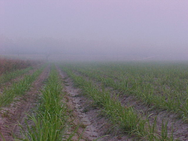373.jpg