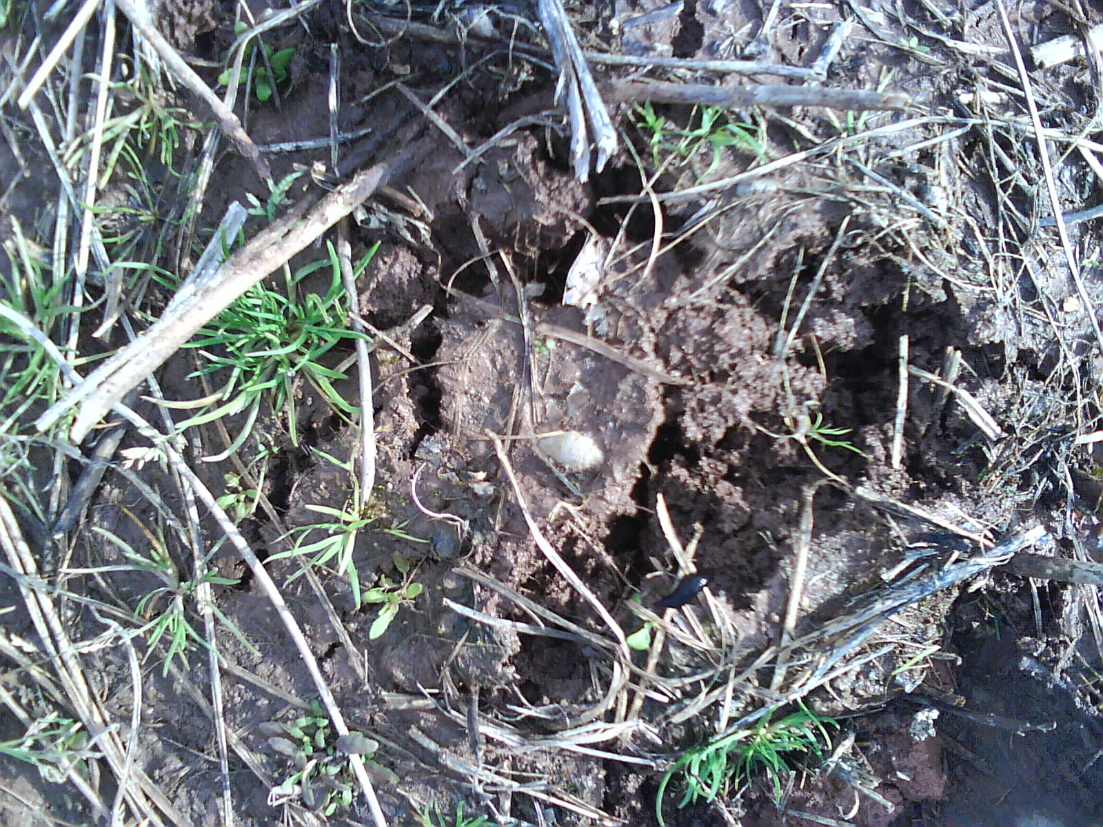 marchhunt016.jpg